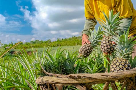 Campo de cultivo de piñas con agricultores