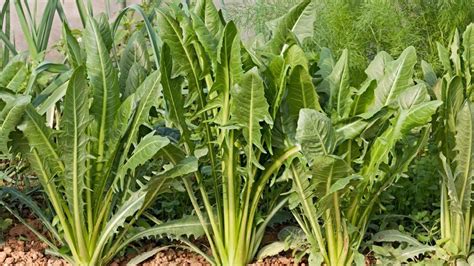 Esquema de la planta de achicoria (Cichorium intybus) mostrando sus raíces y hojas