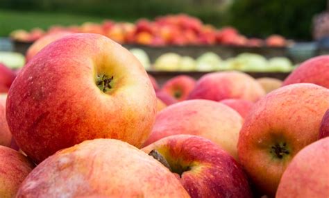 Esquema que muestra el ciclo de producción de manzanas chilenas, desde la innovación genética hasta la exportación, destacando tecnología y BPA.