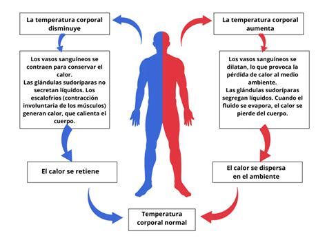 infografía que explica el mecanismo del hipotálamo regulando la temperatura corporal y la activación de las glándulas sudoríparas