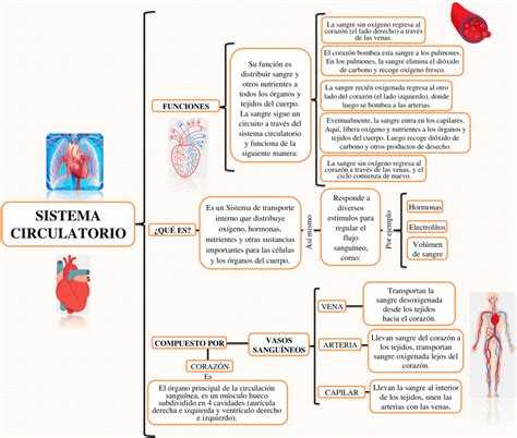 esquema comparativo: reacciones del sistema circulatorio ante el calor (dilatación) y ante el frío (contracción)