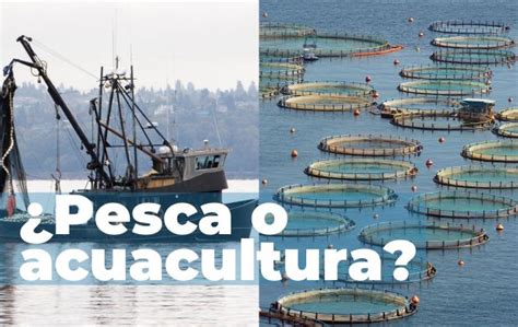 Infografía comparando la sostenibilidad de la acuicultura y la pesca extractiva.