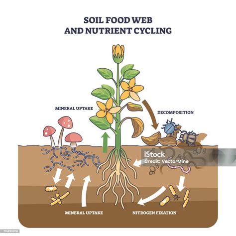 Esquema del ciclo de nutrientes en el suelo, mostrando la aportación de NPK por la gallinaza y su efecto en el crecimiento de las plantas.