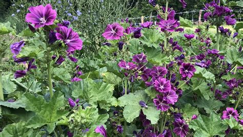 Campo de malvas en flor con flores de color violeta intenso
