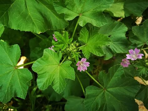 Primer plano de flores y hojas de malva, con detalles de las venas de las flores