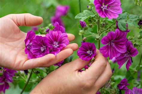 Manos recolectando flores de malva en un campo