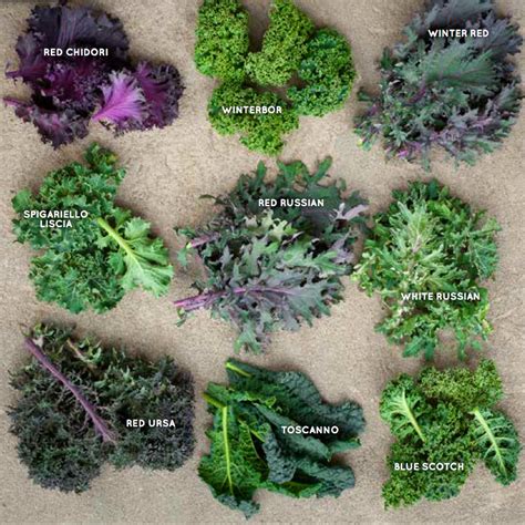 Infografía: Tipos de kale (rizado, toscano/lacinato, morado y baby kale) y sus usos culinarios