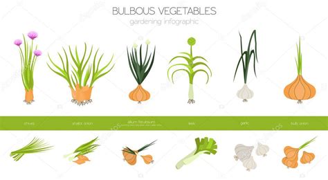 Esquema visual que muestra la familia Allium: cebolla, ajo, puerro, chalota y cebollino.