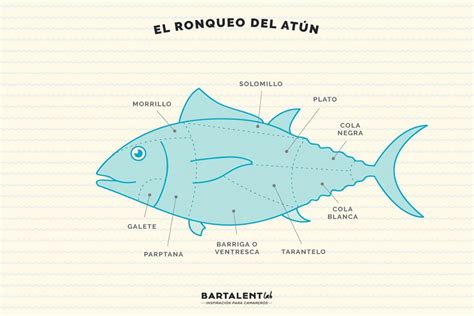 Esquema visual del proceso de ronqueo del atún, mostrando un atún sobre una mesa de despiece con cuchillos y herramientas específicas