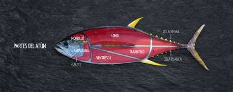 Ilustración detallada de las diferentes partes del atún obtenidas en el ronqueo, con sus nombres