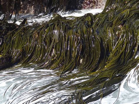 Esquema de la morfología del cochayuyo y su fijación en las rocas costeras