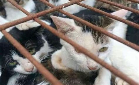 Gatos rescatados de una red de tráfico ilegal