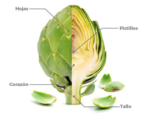Esquema de la planta de alcachofa con sus partes comestibles y las hojas utilizadas medicinalmente