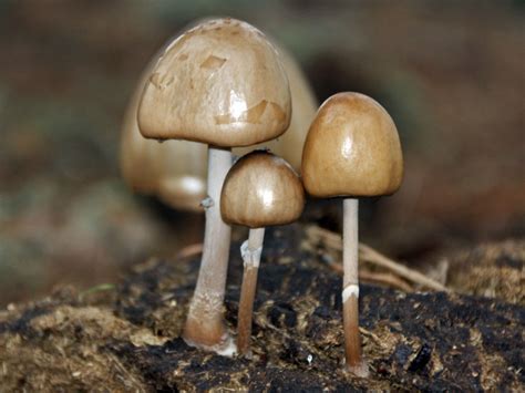 Esquema descriptivo de las partes del Panaeolus semiovatus: sombrero en forma de huevo, láminas negras y presencia de anillo en el pie.
