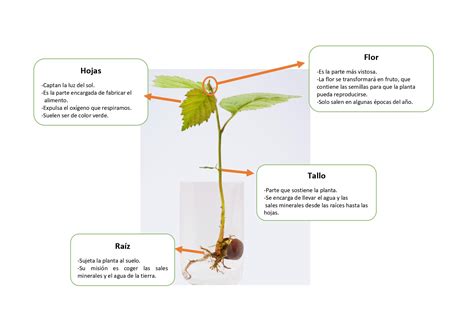 Esquema de las partes de una nuez