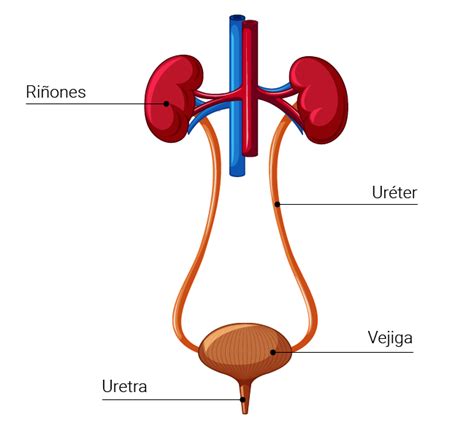 Esquema del aparato urinario femenino: riñones, uréteres, vejiga, uretra.