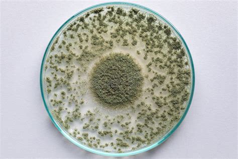 Esquema técnico: El papel del hongo Aspergillus oryzae en la conversión de almidón a azúcar.