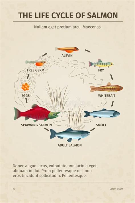 Esquema del ciclo de vida del salmón