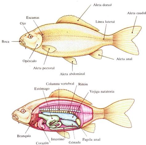 Anatomía del sistema digestivo de un pez