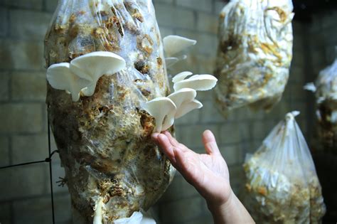 hongos ostra frescos