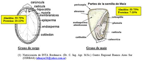 Esquema comparativo entre el grano de maíz antes de reventar y la estructura resultante (tipo mariposa vs. tipo hongo)