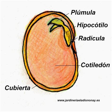 Esquema de las diferentes partes de una semilla y sus nutrientes