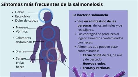 Esquema de las causas y síntomas de una intoxicación por salmonella
