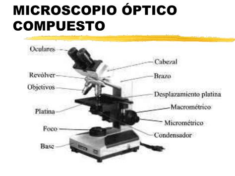 Diagrama de las partes fundamentales de un microscopio óptico compuesto con enfoque en el revólver y la platina.