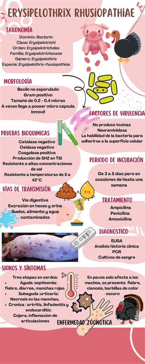 Diagrama mostrando las diferentes vías de transmisión de la bacteria Erysipelothrix rhusiopathiae en una granja porcina