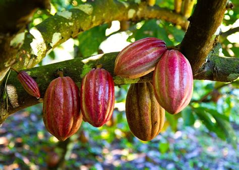 Ilustración o fotografía de árbol de cacao y sus frutos
