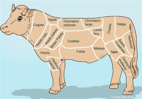 Ilustración anatómica del res con los cortes principales señalados.