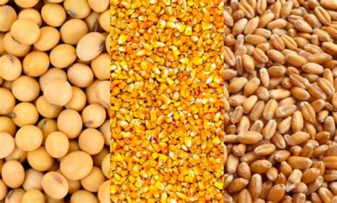 Imágenes de diversos tipos de granos (maíz, soja, trigo, arroz)