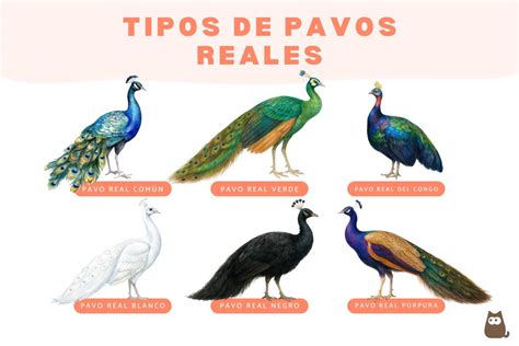 Infografía: Diferentes tipos de glaseados para pavo