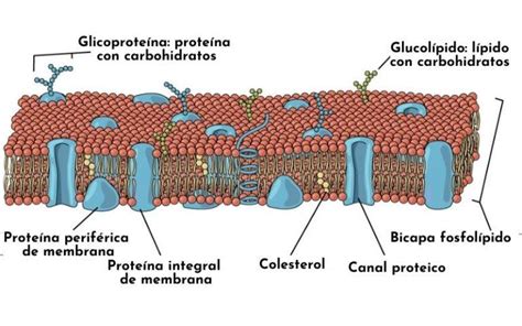 Esquema de la bicapa lipídica con proteínas insertadas y sus movimientos