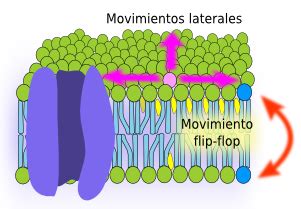 Diagrama de los movimientos laterales y 