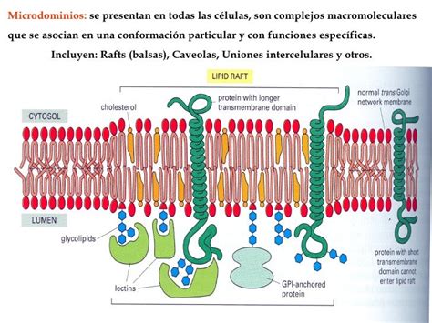 Modelo de membrana mostrando las posibles causas que generan microdominios de membrana