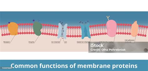 Ilustración de las restricciones en el movimiento de las proteínas de membrana por anclajes al citoesqueleto y la matriz extracelular