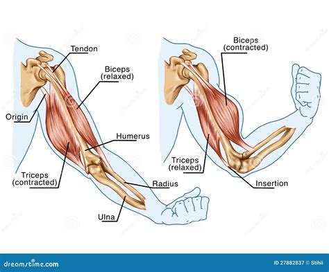 esquema anatómico de los músculos del brazo: bíceps, tríceps y deltoides