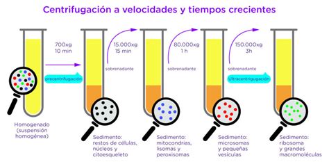 Esquema que muestra el proceso de separación de la grasa láctea mediante centrifugación para obtener crema de leche.