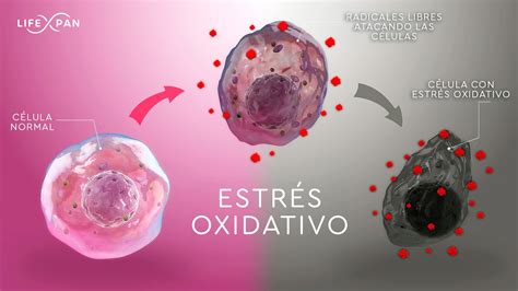 Esquema sobre el proceso de estrés oxidativo provocado por el tabaco en las células de la piel