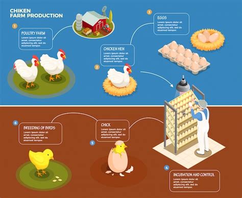 Ilustración que representa un ciclo de producción animal desde la granja hasta el punto de venta