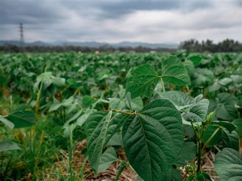 Campo de cultivo de frijol mungo bajo el sol