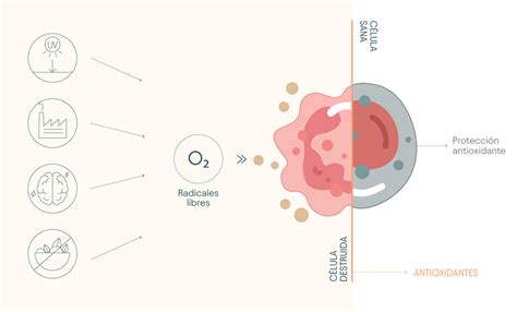 esquema de la acción de los antioxidantes en las células