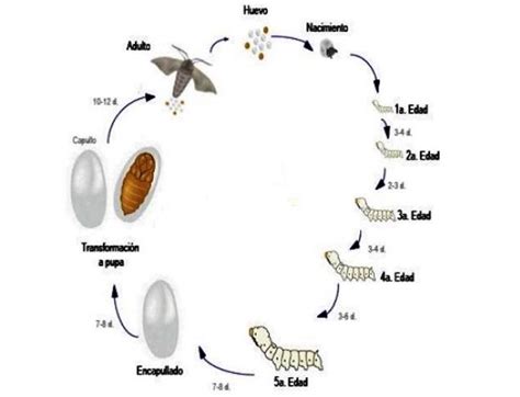 Ilustración del ciclo de vida del gusano de seda, mostrando las cuatro fases: huevo, larva, crisálida y mariposa.