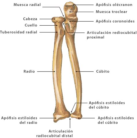 Esquema anatómico de los tres huesos principales del brazo: húmero, radio y cúbito.