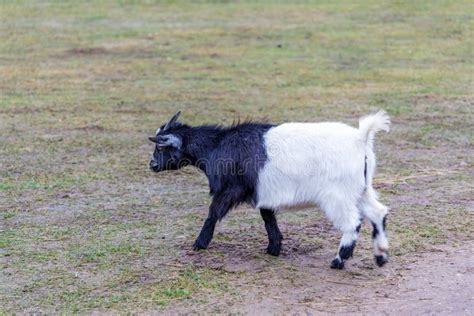 Cabrito joven en un entorno rural