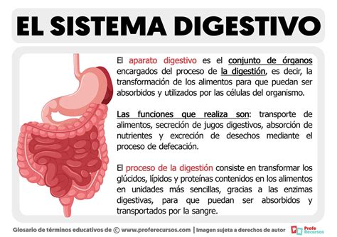 Infografía mostrando los beneficios de Activia en el sistema digestivo