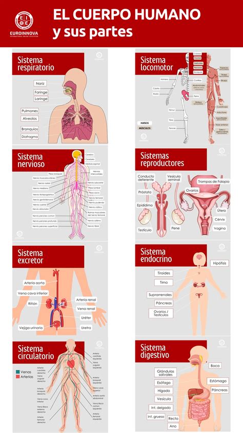Esquema sobre el papel del azúcar en el cuerpo humano como fuente de energía rápida para el cerebro y los músculos