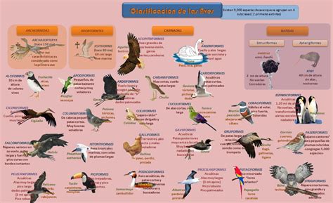 Esquema sobre las capacidades cognitivas de las aves y su comparación con otros grupos animales