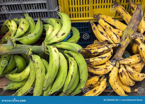 Plátanos frescos, algunos maduros y otros más verdes
